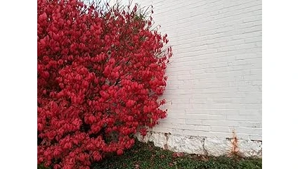This image shows vibrant pink and white blooming shrubs perfect for full sun gardens.