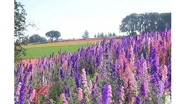 Top 10 Flowers for Shaded Areas