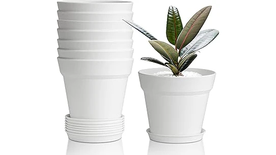 The image shows a collection of small, healthy indoor plants in decorative pots, perfect for a small space.