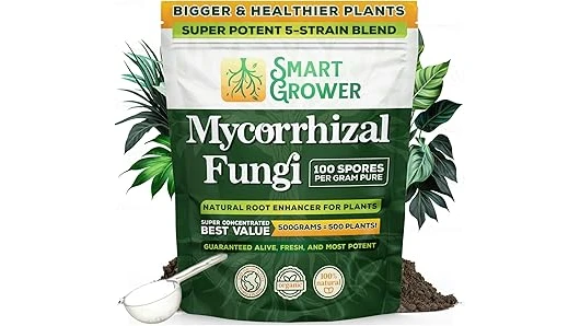 The image shows a vibrant rose bush with healthy roots, showcasing mycorrhizal fungi benefiting roses.