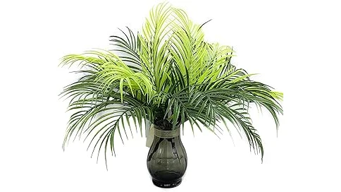 Top 10 Palms for Outdoor Containers Full Sun