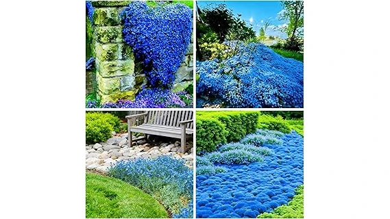 Top 10 Perennials for Full Sun and Heat