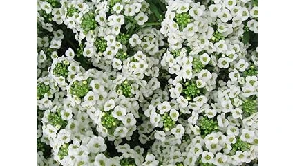 Top 10 Perennials for Zone 4
