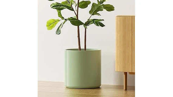 Top 10 Planter for Bird of Paradise