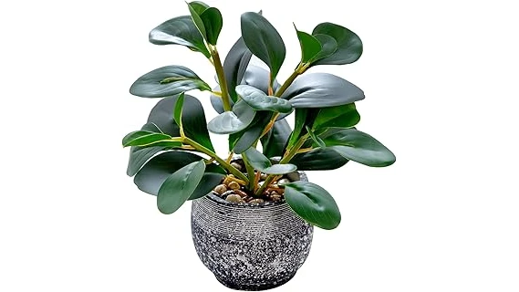 The image shows a lush green plant thriving in a dimly lit indoor corner, perfect for no-sunlight spaces.
