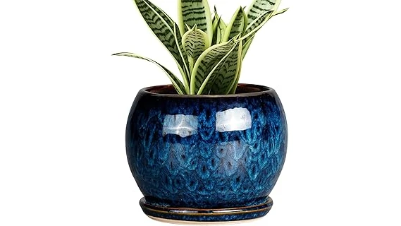 The image shows a healthy aloe vera plant in a decorative pot, ideal for a top 10 selection.
