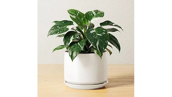 The image shows a vibrant pink hibiscus plant in a stylish terracotta pot, perfect for your top 10 list.