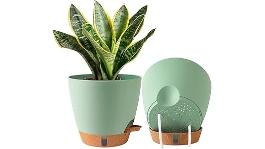 The image shows a healthy Pothos plant in an attractive pot, perfect for the top 10 pot for Pothos plant list.