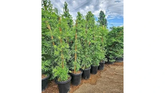 The image shows lush, green shrubs thriving in a shady garden setting, perfect for the Top 10 Shrubs for Shaded Areas list.