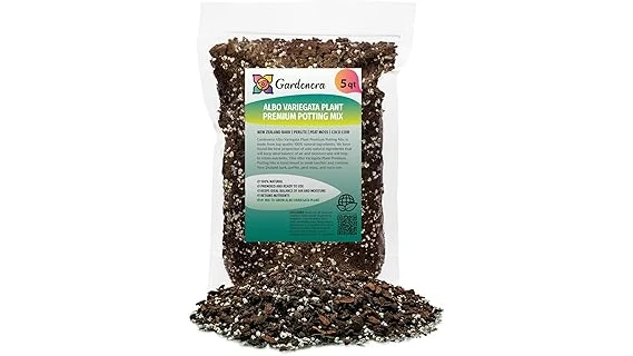 The image shows a vibrant Monstera Albo plant in a pot, highlighting ideal soil mixes.