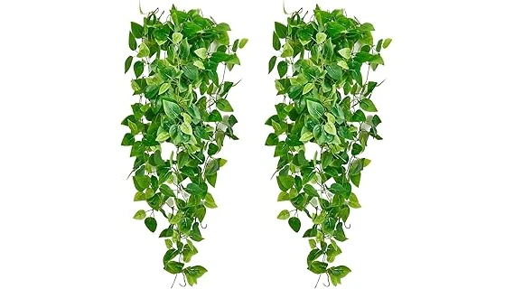 The image shows lush green vines hanging gracefully, perfect for an indoor plant collection.