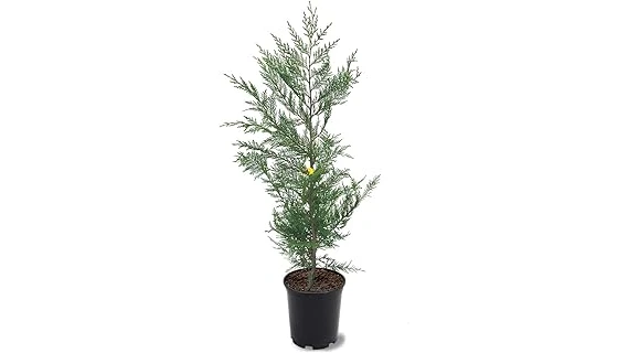 The image shows healthy Leyland cypress trees, possibly benefiting from top two fertilizers for optimal growth.