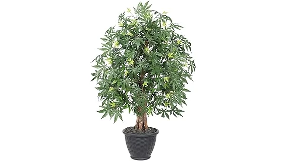 Top 5 Japanese Maple for Container