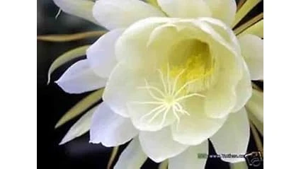 The image shows a serene bedroom featuring a Top Rated 1 plant, enhancing nighttime oxygen levels.