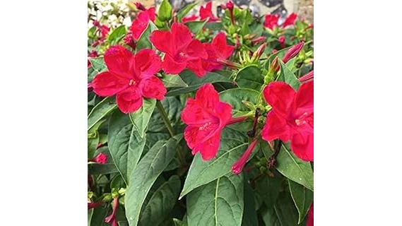 The image shows colorful blooming annual flowers perfect for gardens with partial shade conditions.