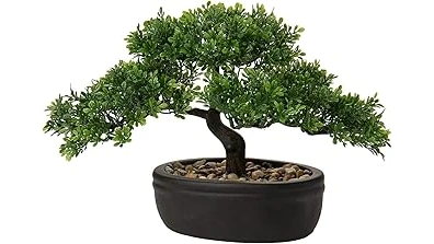Top Rated 10 Bonsai Tree for Indoors