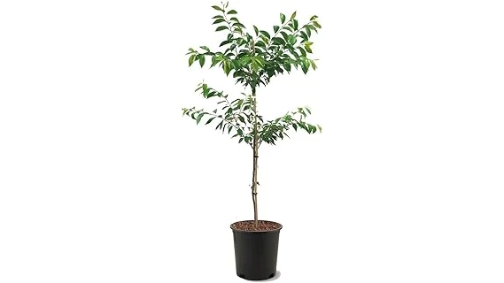 Top Rated 10 Cherry Trees for Zone 7