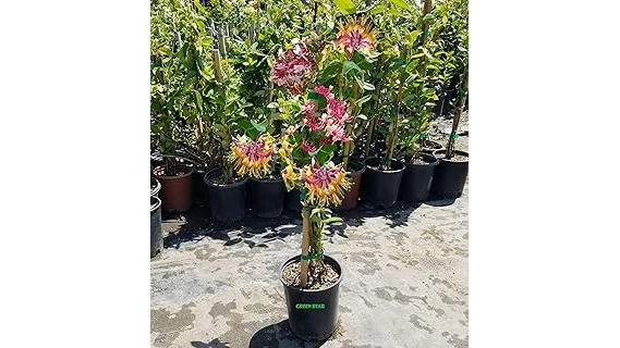 The image shows vibrant flowering climbing vines flourishing in bright sunlight, perfect for a garden.