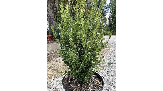 Top Rated 10 Container Plants for Partial Sun