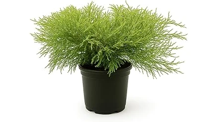 The image shows a vibrant flowering shrub blooming beautifully in full sun, a top-rated choice for sunny gardens.