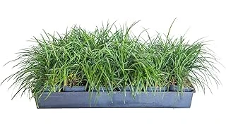 The image shows a lush, vibrant green lawn perfect for a sunny yard, representing top-rated grasses.