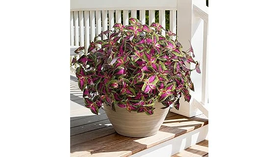 Top Rated 10 Plant for Shaded Porch