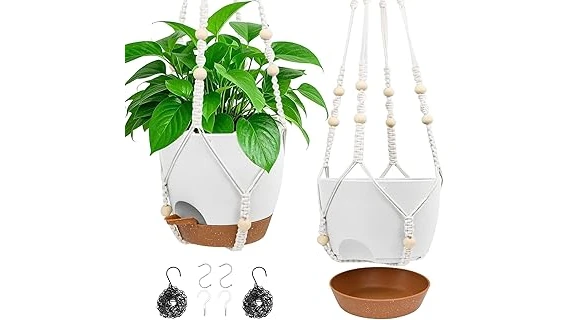 Top Rated 10 Plant for West Facing Window