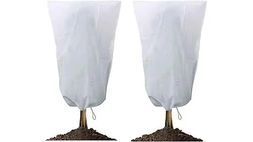 The image shows vibrant evergreen plants thriving in a winter garden, highlighting top-rated cold-weather choices.