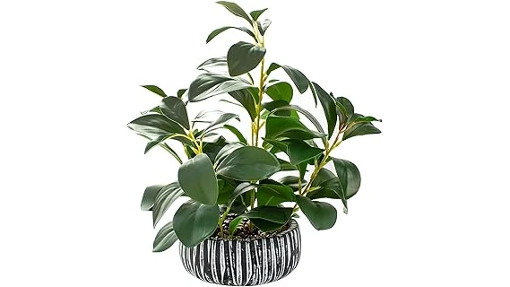 The image shows a variety of lush, leafy plants thriving in low-light conditions, perfect for a dark room.
