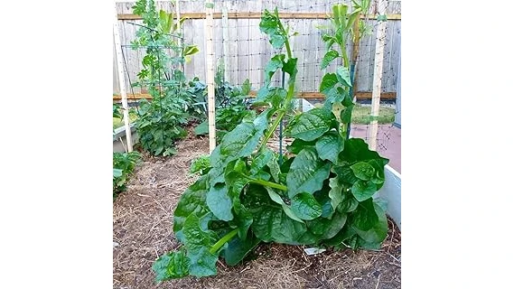 Top Rated 10 Plants for Hot Weather