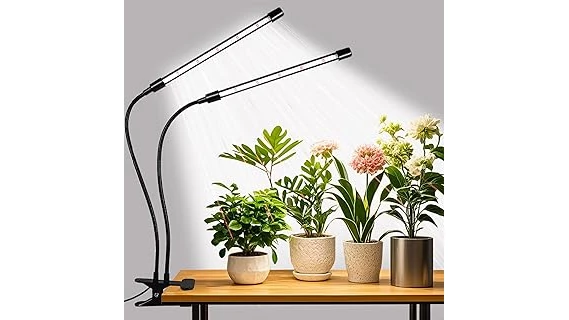 Top Rated 10 Plants for Indirect Sunlight