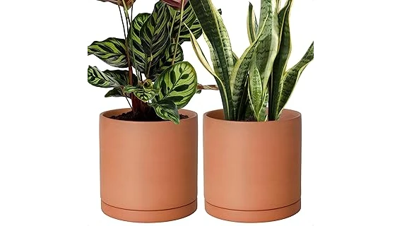 Top Rated 10 Plants for Terracotta Pots