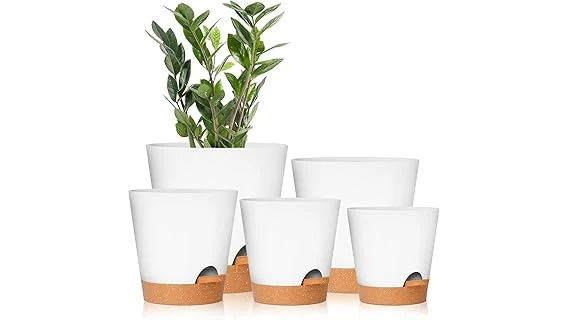 The image shows a healthy Monstera plant in a stylish pot, ideal for top-rated monstera plant pot selections.
