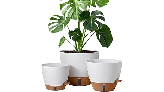 The image shows a healthy peace lily plant in an attractive pot, perfect for the top rated selections.