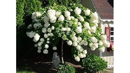 The image shows a beautiful selection of vibrant shrubs thriving in warm afternoon sun, ideal for any garden.