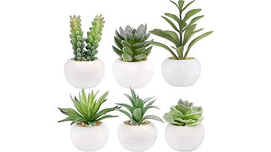 The image shows a collection of ten small, popular indoor plants, perfect for any home.