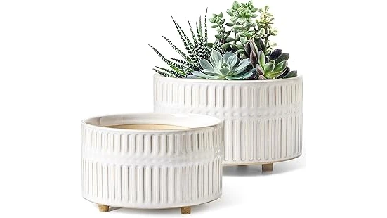 The image shows a collection of diverse, healthy succulents thriving in shallow pots, perfect for the top-rated list.