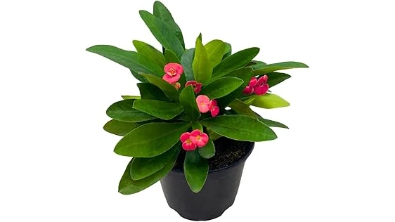 The image shows a pot of vibrant Crown of Thorns plant with rich, well-draining soil.