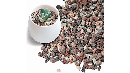 The image shows a healthy potted cactus in well-draining soil, perfect for top 10 cactus and succulent soil mixes.