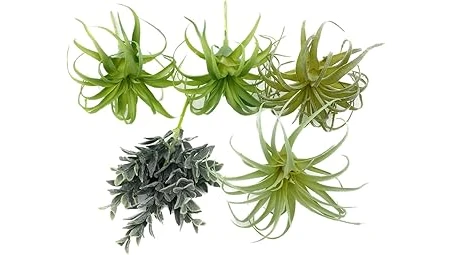 The image shows a collection of lush houseplants, representing top-rated plants to purify the air.