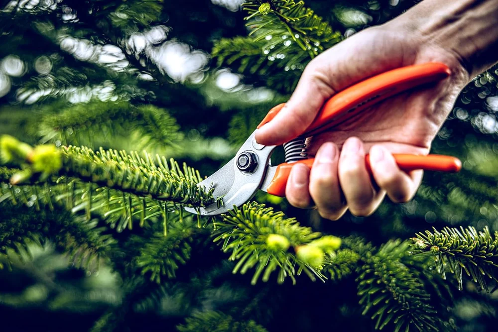 Original LÖWE Classic